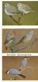 12 vogelplaatjes Avifauna