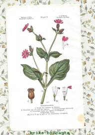 4 botanische prenten