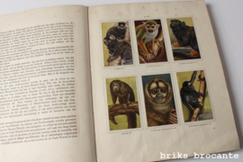 Apen en hoefdieren in Artis