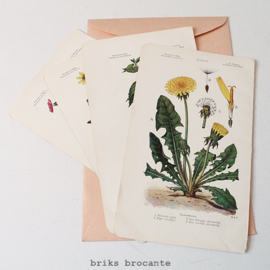 4 botanische prenten
