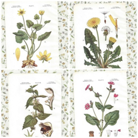4 botanische prenten