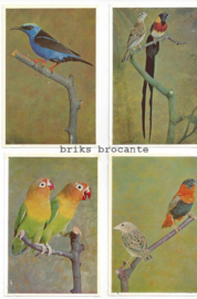 12 vogelplaatjes Avifauna