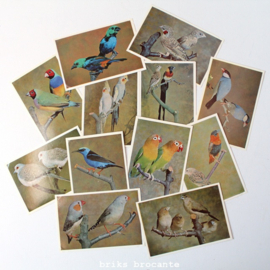12 vogelplaatjes Avifauna