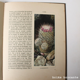 Boek Cactussen