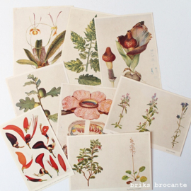 8 botanische prenten