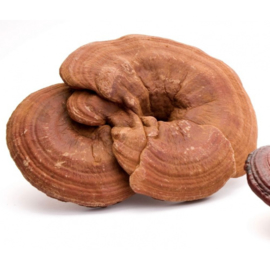 Ling Zhi - Ganoderma Lucidum - Ganoderma - 100 gr