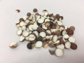 Qian Shi - Semen Euryales - Gordon Euryale Seed - Fox Nuts 100gr