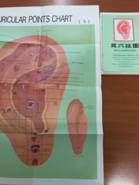 Auri cular points chart