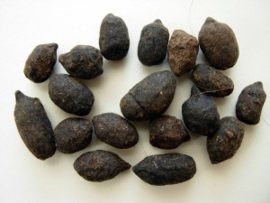 Wu Ling Zhi - Faeces Trogopterorum - Trogopterus Dung - 100gr