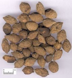 Yi Zhi Ren - Fructus Alpiniae Oxyphyllae - Sharpleaf Glangal Fruit - 100gr