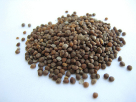 Zi Su Zi - Fructus Perillae - Perilla Seed - 100gr