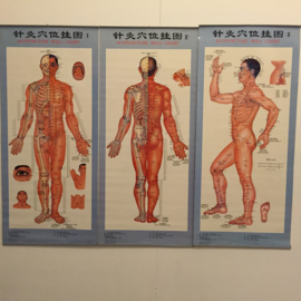 Acupuncture Wall Chart