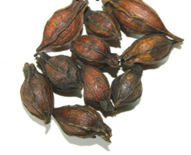 Zhi Zi (chao) - Fructus Gardeniae Preparata - Cape Jasmine Fruit Prepared - 100gr