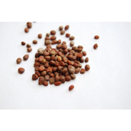 Lai Fu Zi - Semen Raphani - Radish Seed 100gr