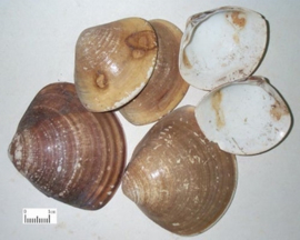 Hai Ge Qiao - Concha Cyclinae - Clam Shell 100gr