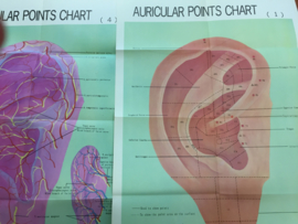 Auri cular points chart