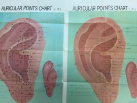 Auri cular points chart