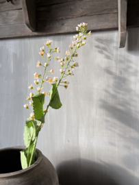 Zijdebloem lelietjes-van-dalen