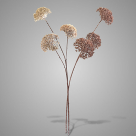 Sedums Autumn Brown - taupe