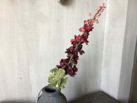 Delphinium dark red