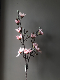Roze magnolia tak