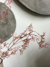 Waxflower in knop, donkerroze