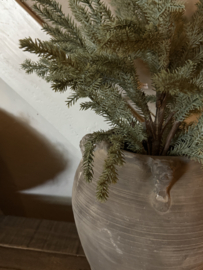 Picea Omorika S in pot