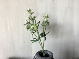 Blauwe distel