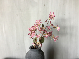 Flower old pink