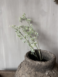 Ligustrum White