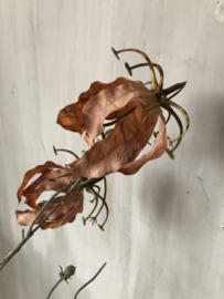 Gloriosa poederroze