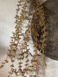 Wilde asparagus herfst