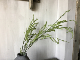 Asparagus