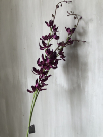 Cymbidium donker paars