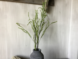Asparagus