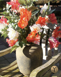 XL papegaai tulp - roze nu 3 voor €15,-