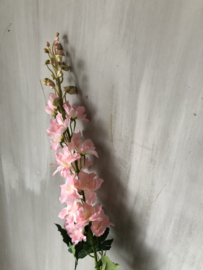 Delphinium licht roze