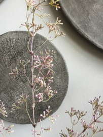 Waxflower in knop, lichtroze