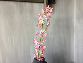 Roze witte bloem
