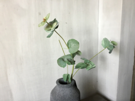Eucalyptus