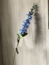Delphinium licht blauw