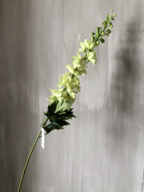 Delphinium licht groen/wit