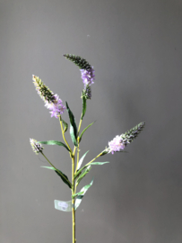 Paarse Veronica bloemsteel