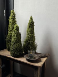 mosboom 60cm.