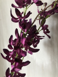 Cymbidium donker paars