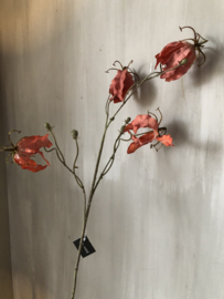 Gloriosa  pink