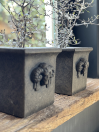 Bloempot ramskop - majestic brown