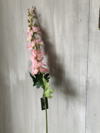 Delphinium licht roze