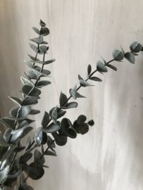 Eucalyptus