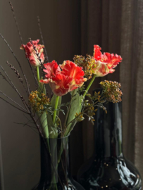 XL papegaai tulp - roze nu 3 voor €15,-
